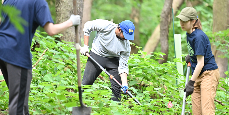 Engineering students service project clearing invasive vegetation and planting native trees and shrubs