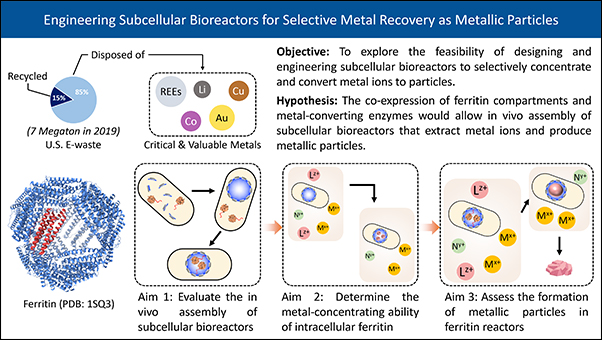 Summary slide for Engineering Subcellular Bioreactors project