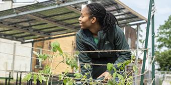 student tends to plants at Homewood Bioshelter and Aquaponics Oasis
